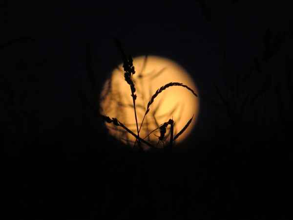 Der Vollmond geht auf _1