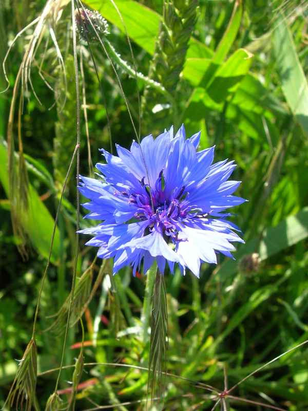 Kornblumenblau...