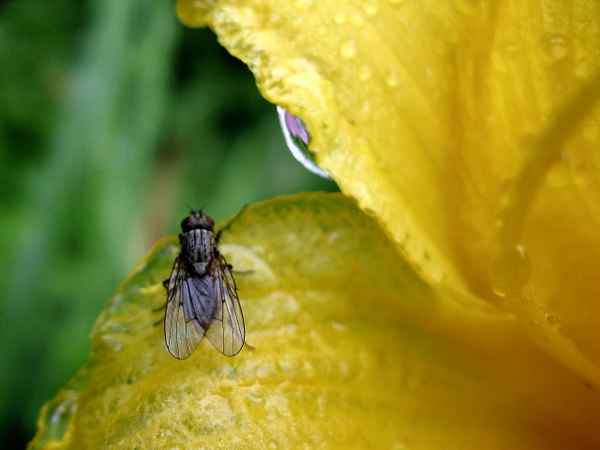 Fliege auf Taglilienblüte
