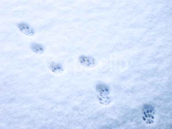 A, B, C - die Katze lief im Schnee