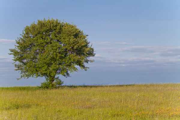 Grüner Baum vor blauem Himmel