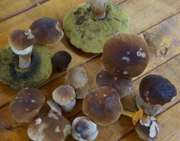 allein unter Steinpilzen