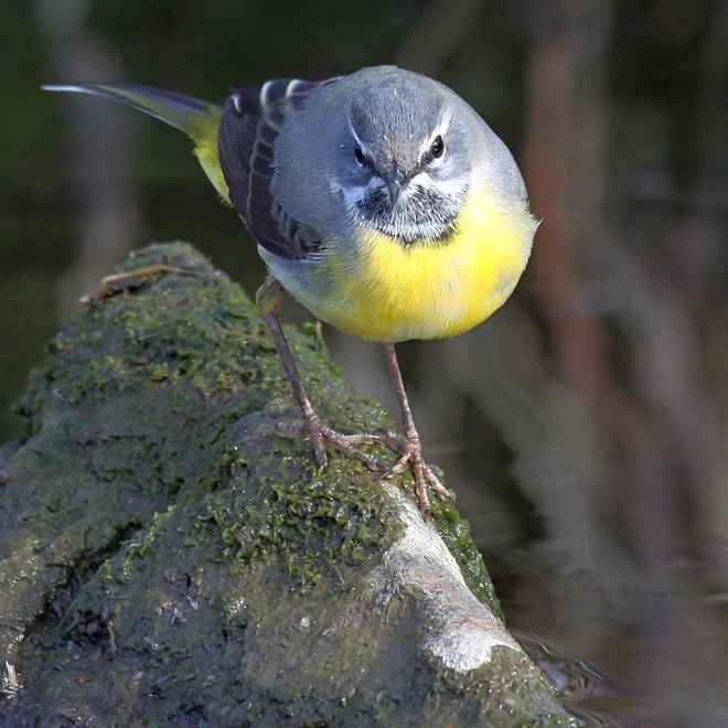 Gebirgsstelze  Anno 2012