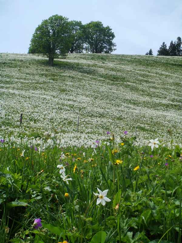 Narzissen wie Schnee