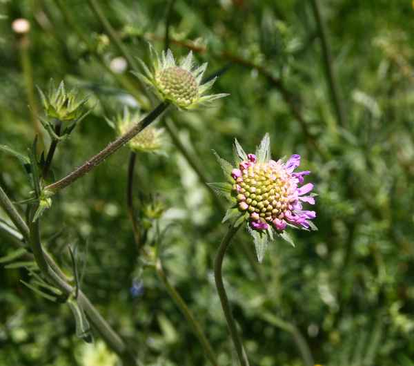 Schöne Maiblüten 02