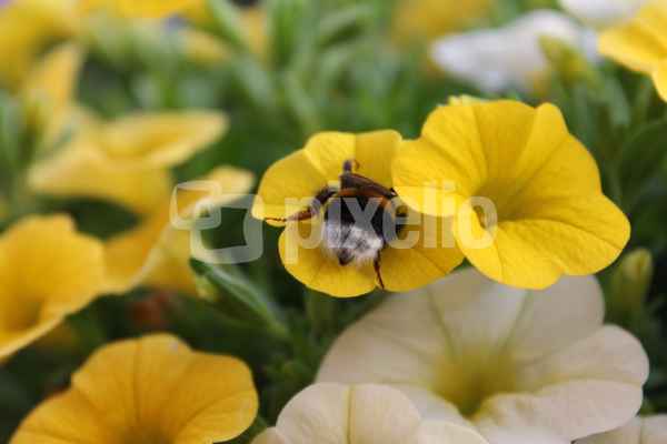Hummel