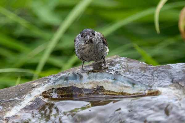 frisch gebadet