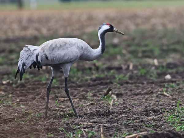 sie sind wieder da 3