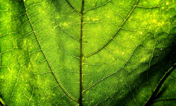 Chlorophyll Pipeline