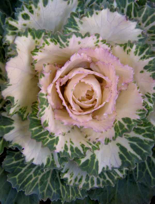 Zierkohl (Brassica)