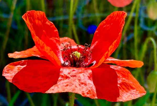 Klatschmohn Nahaufnahme