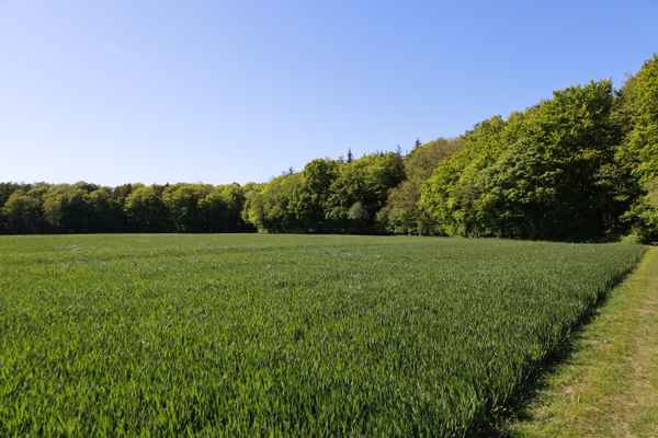 Durch Feld und Wald im Fr&uuml;hsommer