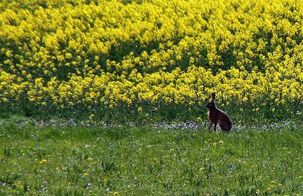 Feldhase am Feldrand