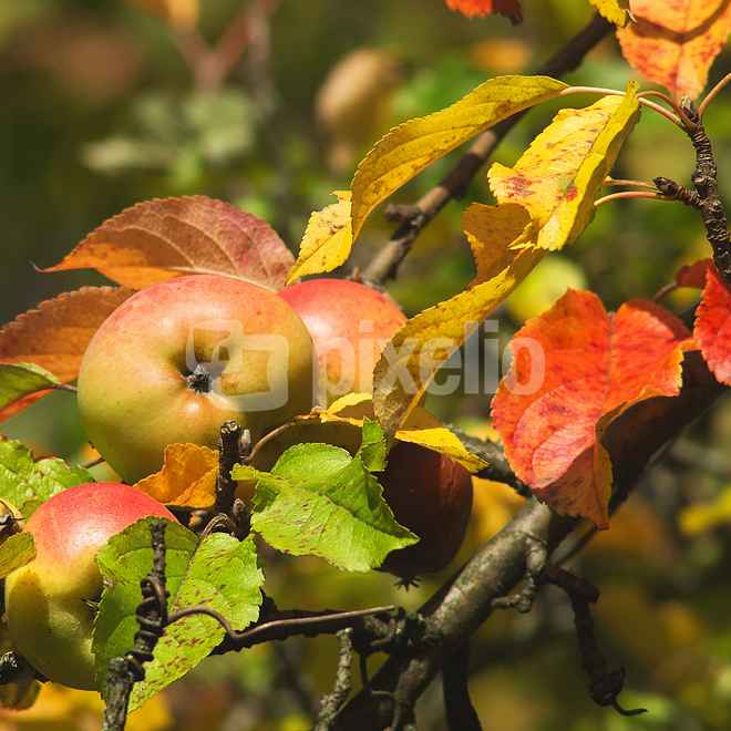 Herbst