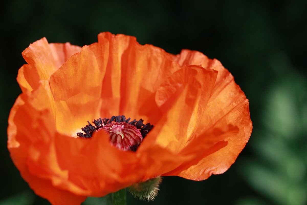 Papaver orientale