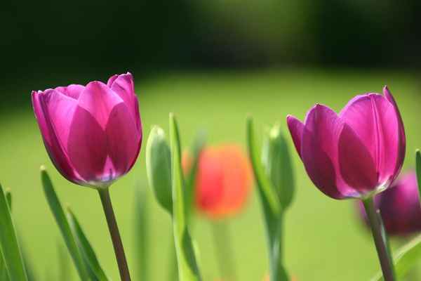 Rote Tulpen