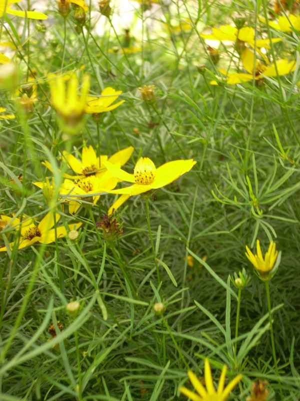 Sommerblumen