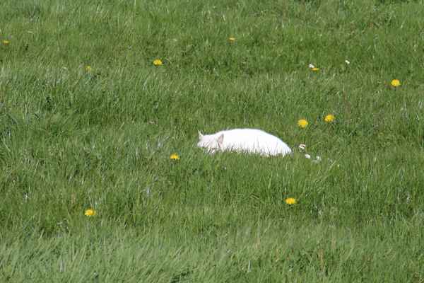 Hidden Cat