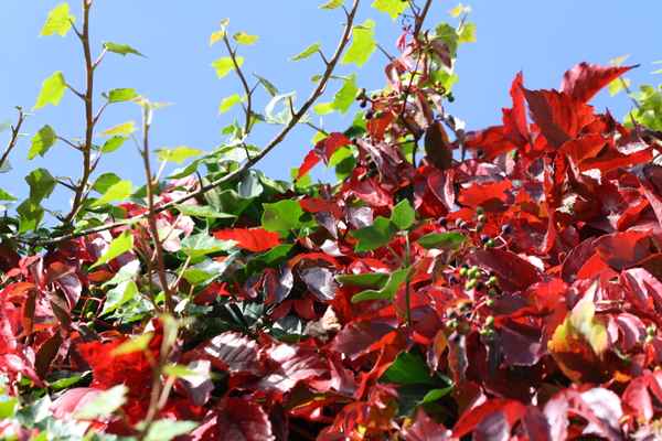 Herbstliches Laub