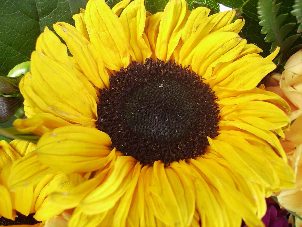 Sonne Zuhause