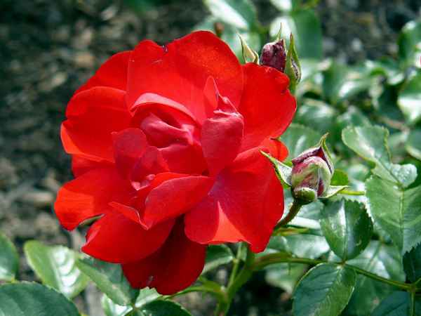 Rosen 2