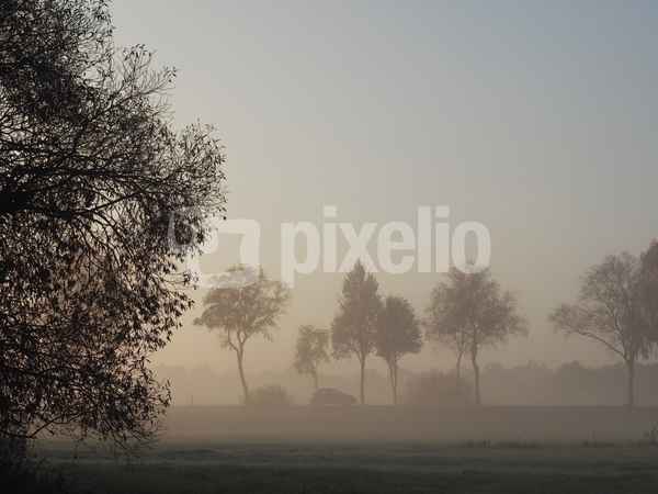 nebel in den wiesen