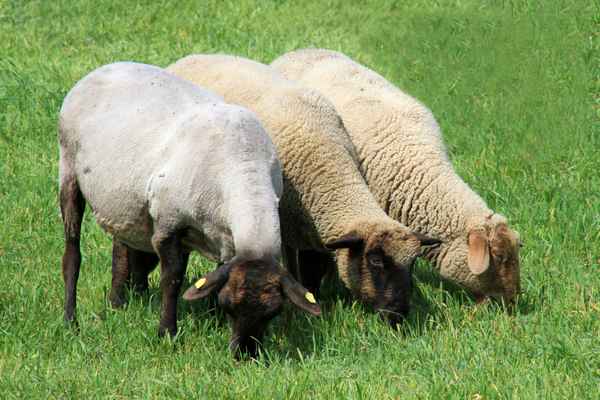 Zu dritt schmeckt es doch besser