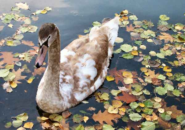 Jungschwan im Tarnanzug
