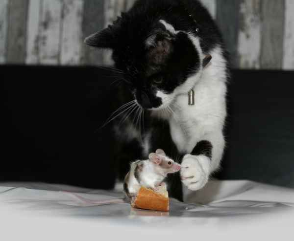 Maus und Katze