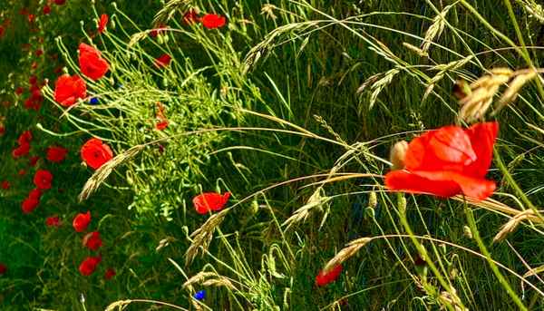 Klatschmohn im Streiflicht