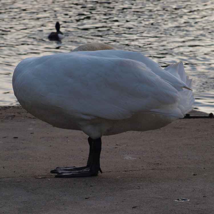 Schwan etwas kopflos