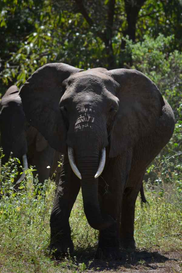 Elefant in freier Natur