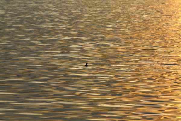 Ente auf dem weiten See