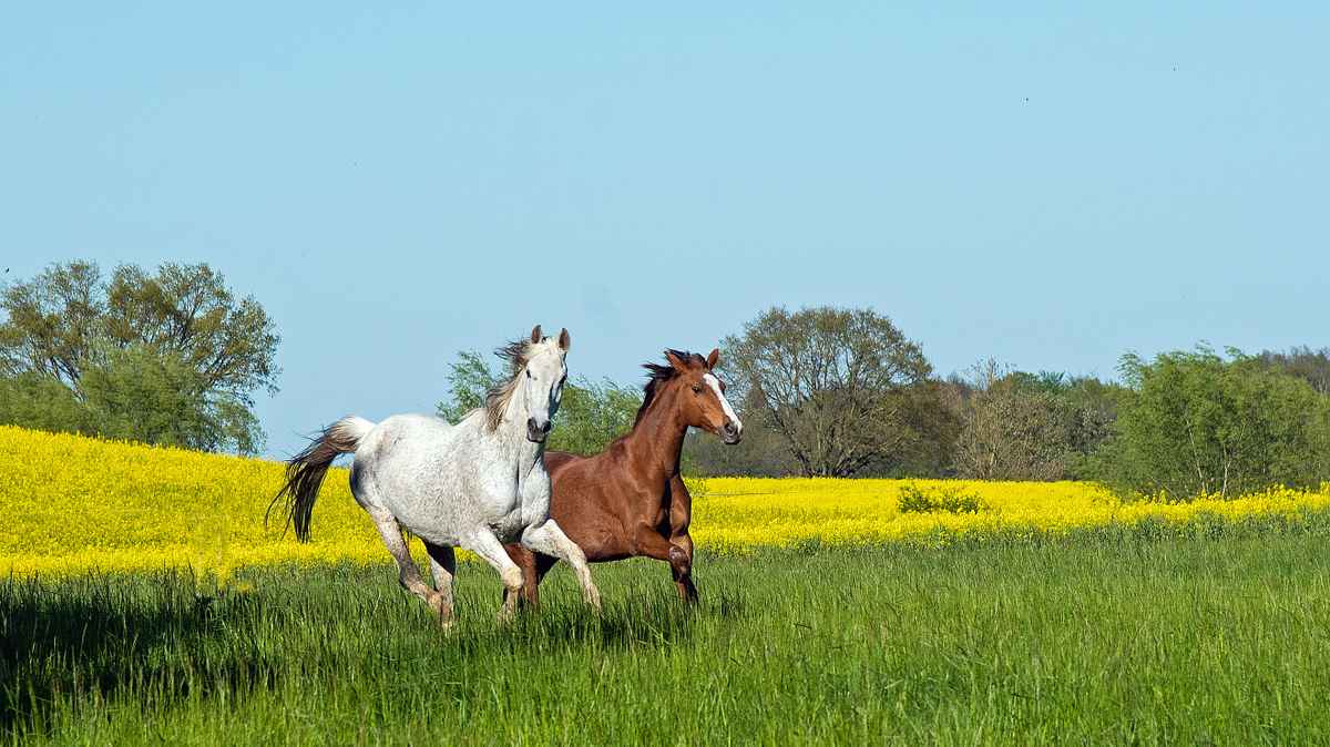 Trakehner im Frühling 2