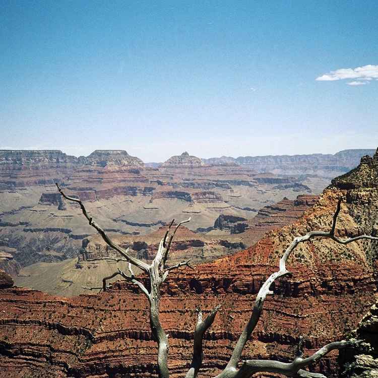 Verdorrter Baum vor dem Grand Canyon