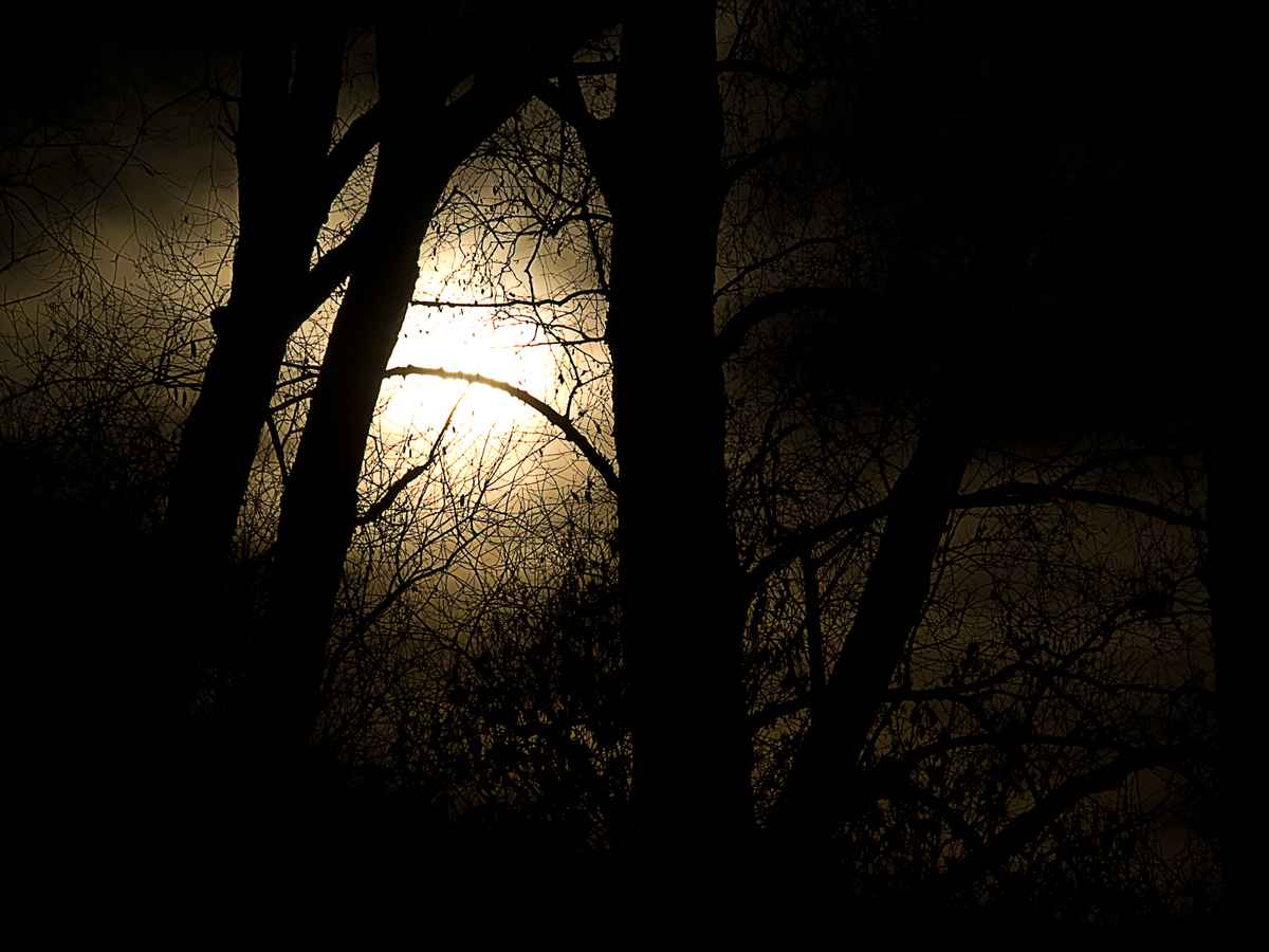 zweige im gegenlicht