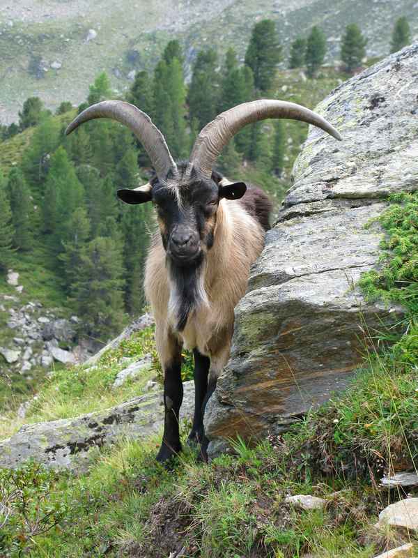 Ziegenbock