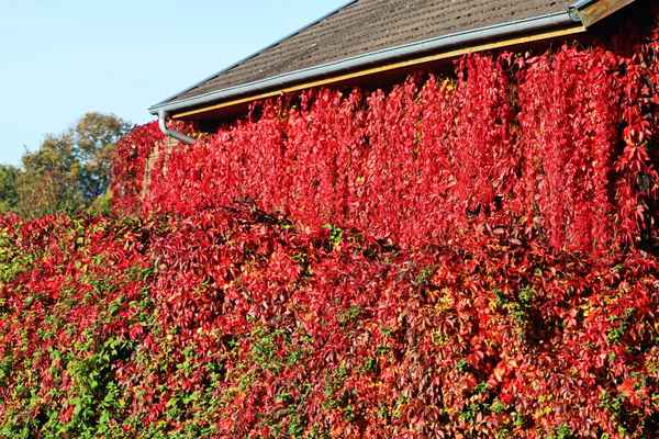 herbstvorhang ist gefallen