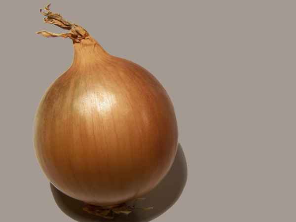 Zwiebel