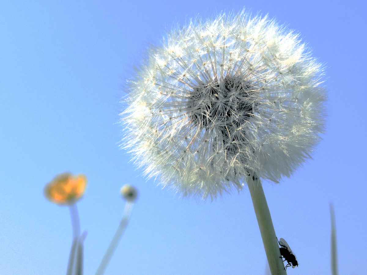 Pusteblume 2