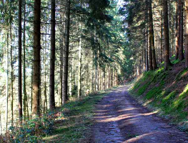 IM TANNENWALD