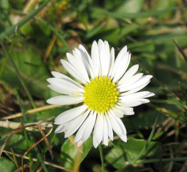 Gänseblümchen