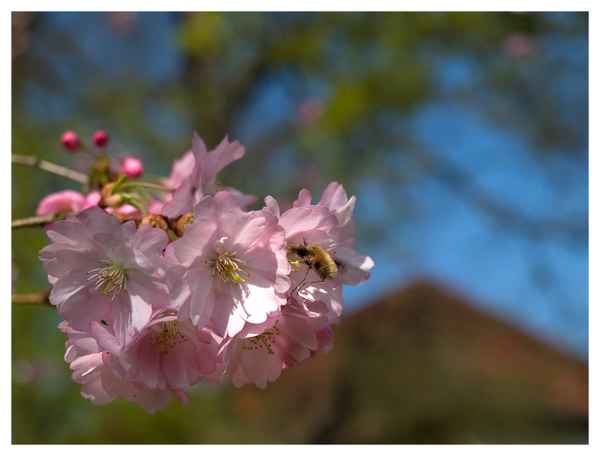 Kirschblüte mit falscher Biene
