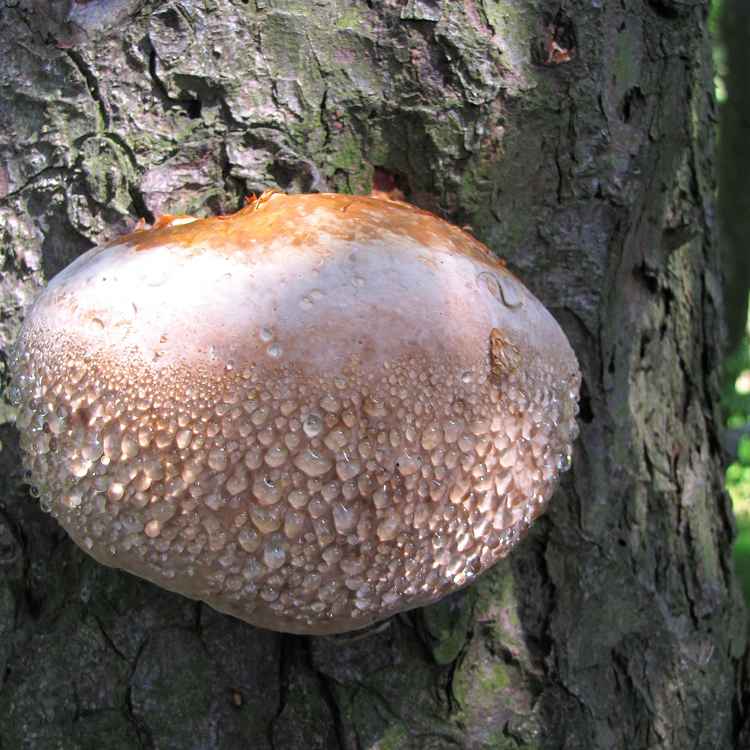 Fichtenporling (Fomitopsis pinicola)