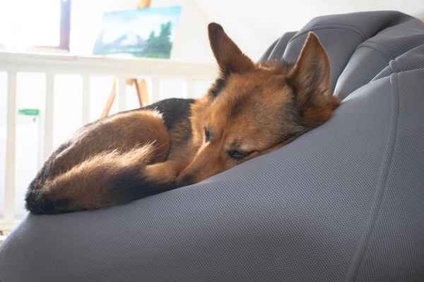 Hund schlafend im Sitzsack