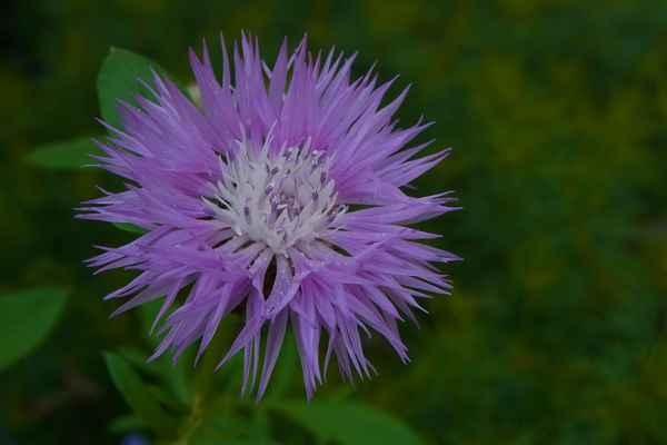 Gefüllte Kornblume
