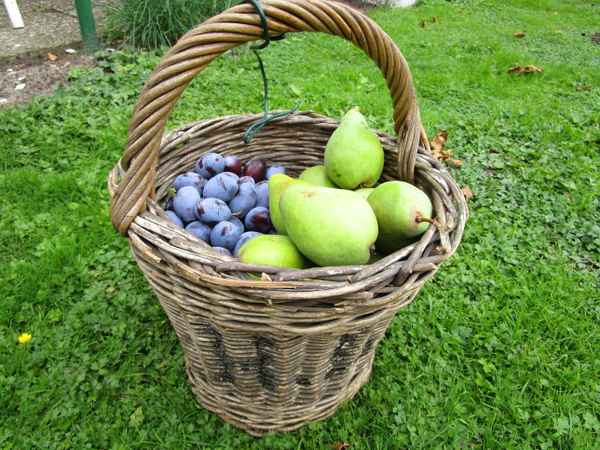 Obstkorb II