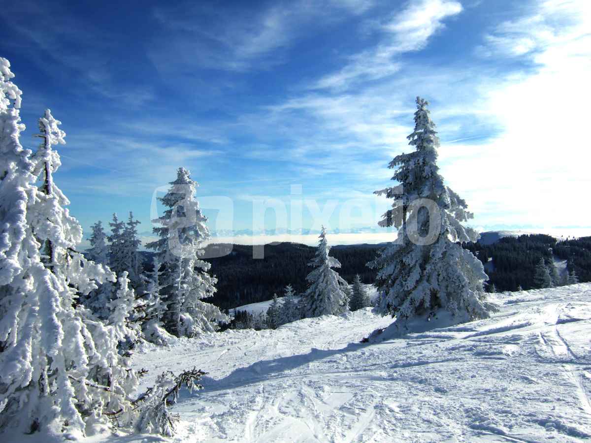 Tannen und Fernsicht am Seebuck (Feldberg)