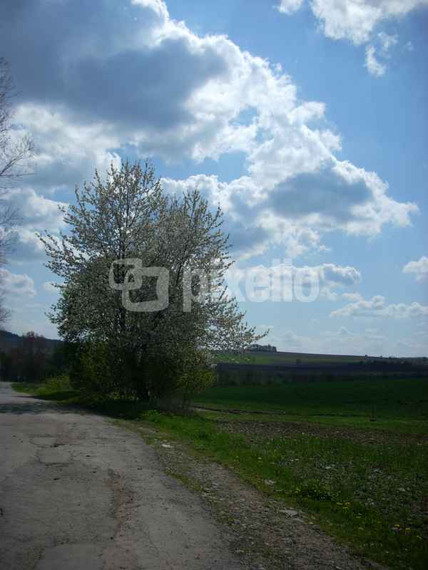 Kirschbaumblüte