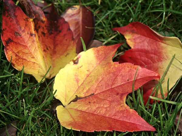 Herbstblätter